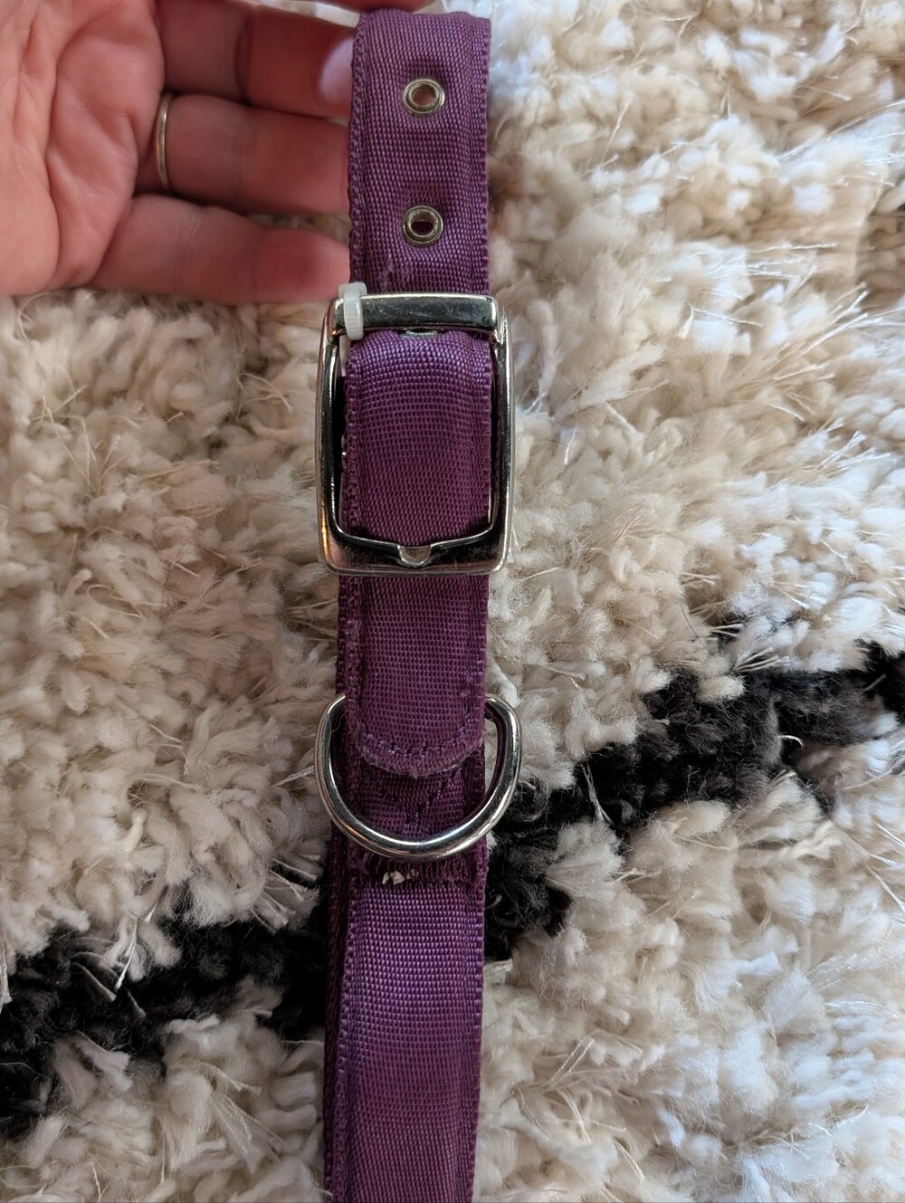 Purple Dog Collar